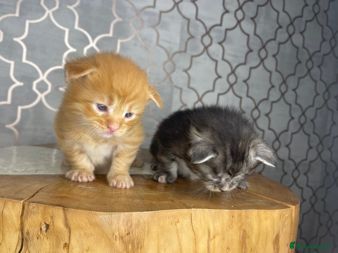 Maine Coon cats for sale: 🐾💛5 Sweet Maine Coons looking for forever home💛 - Advert 17