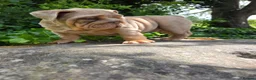 English Bulldog dogs for sale: Mr Muscles litter English Bulldogs - Advert 17