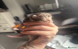 Mixed Breed cats for sale: Beautiful tabby kittens - Image 6