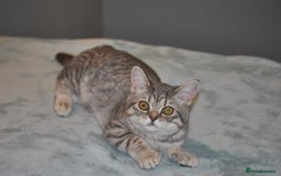 British Shorthair cats for sale: Beautiful British shorthair female kitten - Image 1