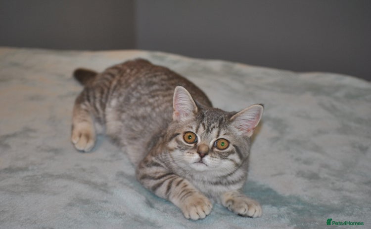 British Shorthair cats - Advert 7