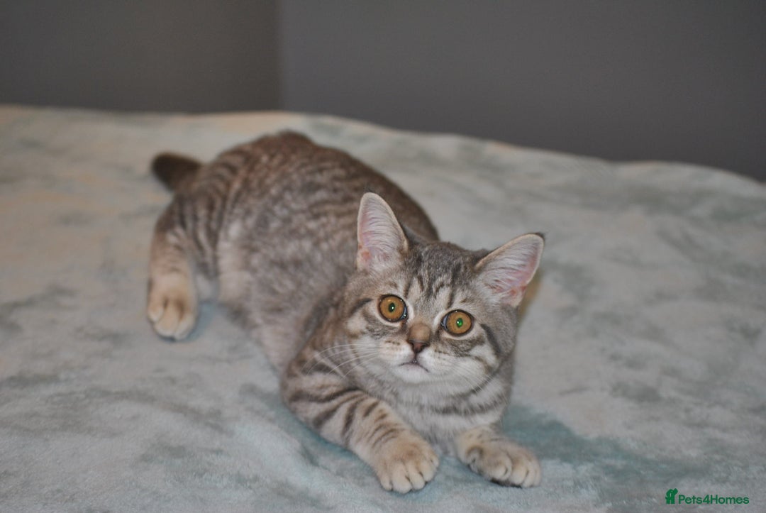 British Shorthair cats for sale: Beautiful British shorthair female kitten - Image 1