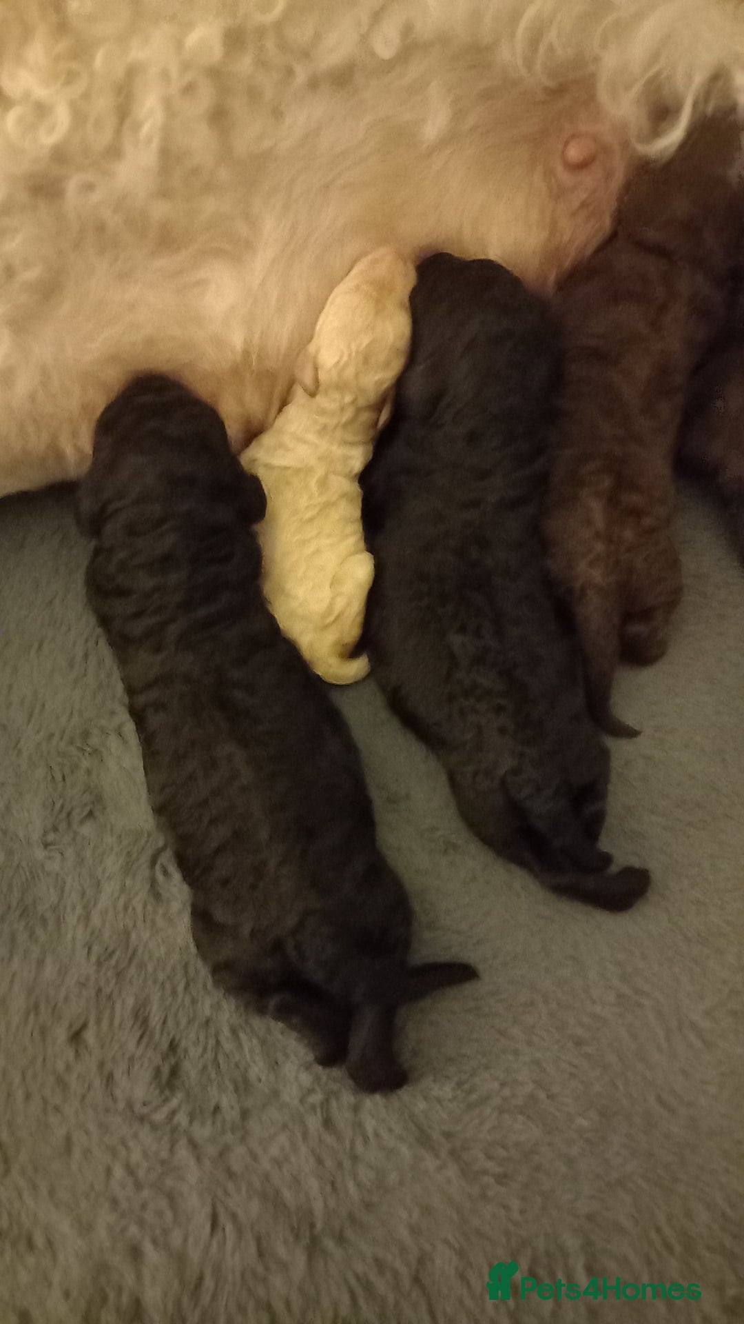 Labradoodle dogs for sale: Multigenrational labradoodle  - Image 10
