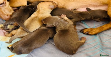 Miniature Dachshund dogs - Advert 10
