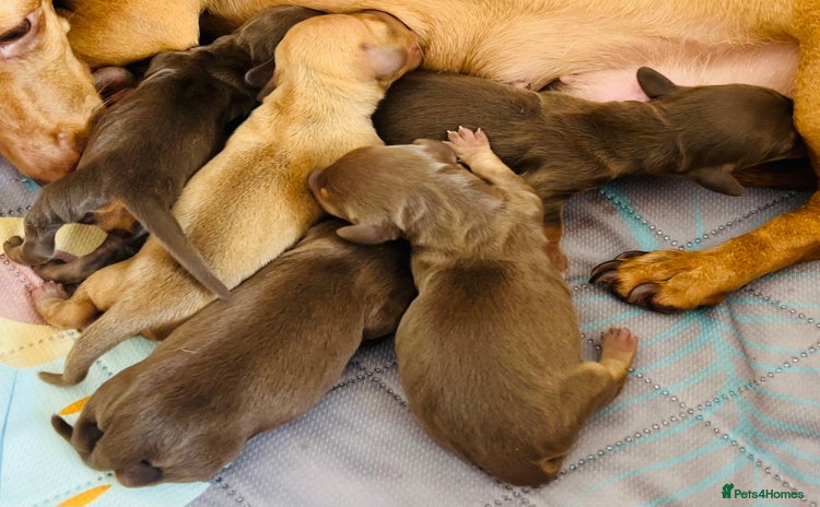 Miniature Dachshund dogs - Advert 2
