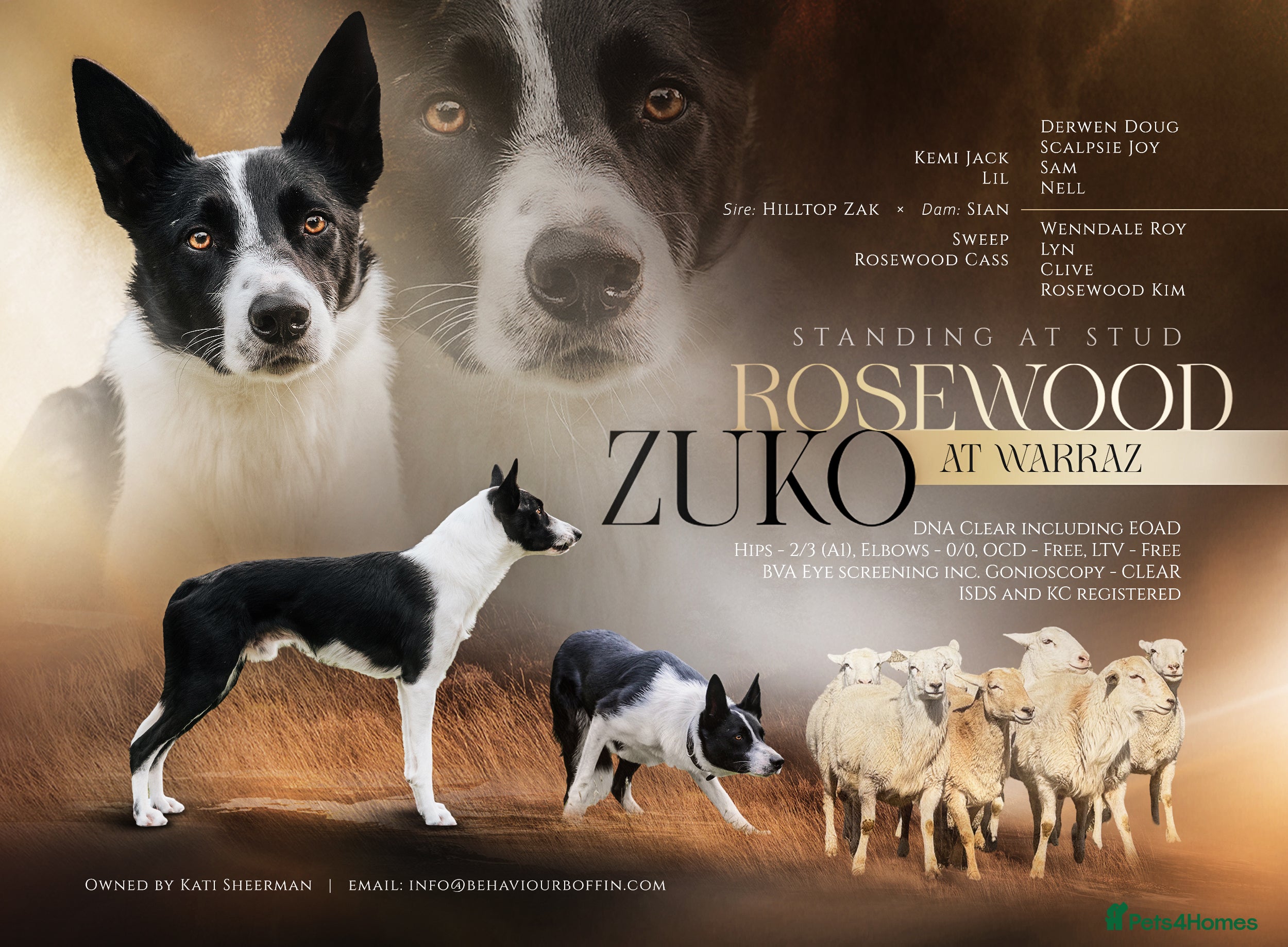 Border Collie dogs Athletic, Kind, Health Tested, Driven Stud - Advert 1