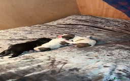 Shih Tzu dogs for stud: Kc reg shih tzu full DNA health tested in Chester-le-Street - Image 20