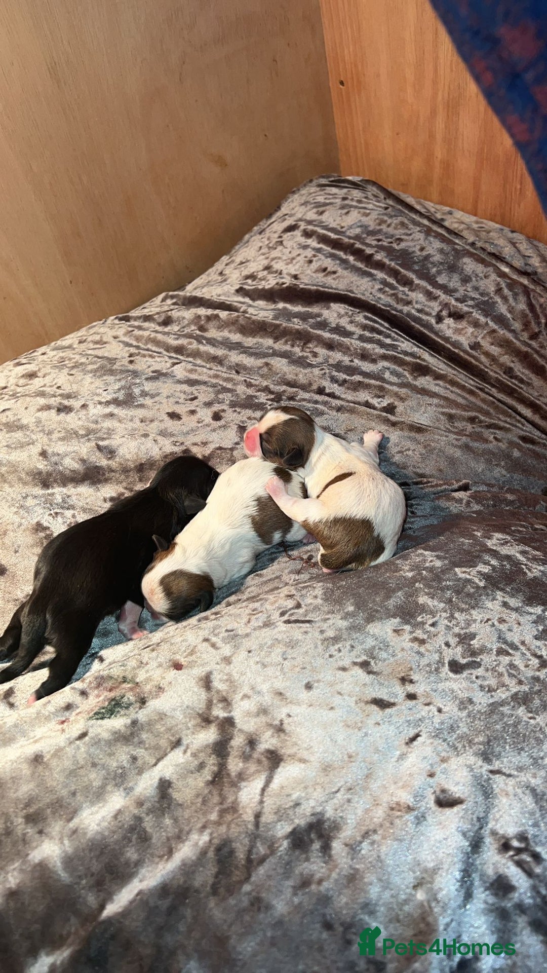 Shih Tzu dogs for stud: Kc reg shih tzu full DNA health tested in Chester-le-Street - Image 20