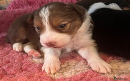 Border Collie dogs for sale: Red white border collies  - Image 7