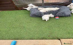 West Highland Terrier dogs for sale: West highland terrier  - Image 9