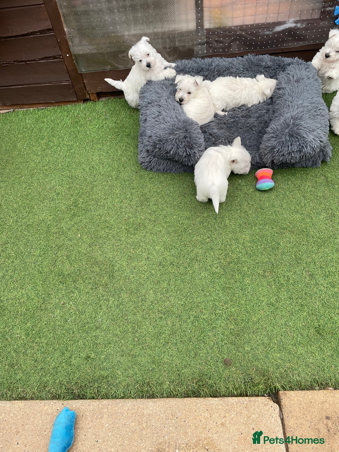 West Highland Terrier dogs for sale: West highland terrier  - Image 9