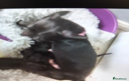 Chiweenie dogs for sale: 2 beautiful cheweenie pups - Image 1