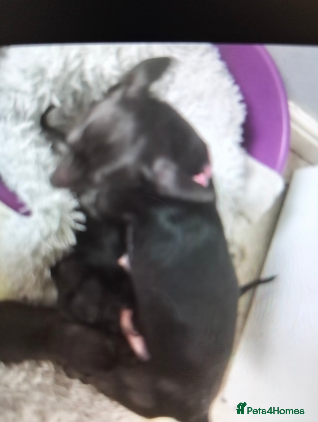 Chiweenie dogs for sale: 2 beautiful cheweenie pups - Image 1