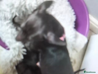 Chiweenie dogs - Advert 24