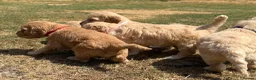 Cockapoo dogs for sale: STUNNING F1 COCKAPOOS  - Advert 21