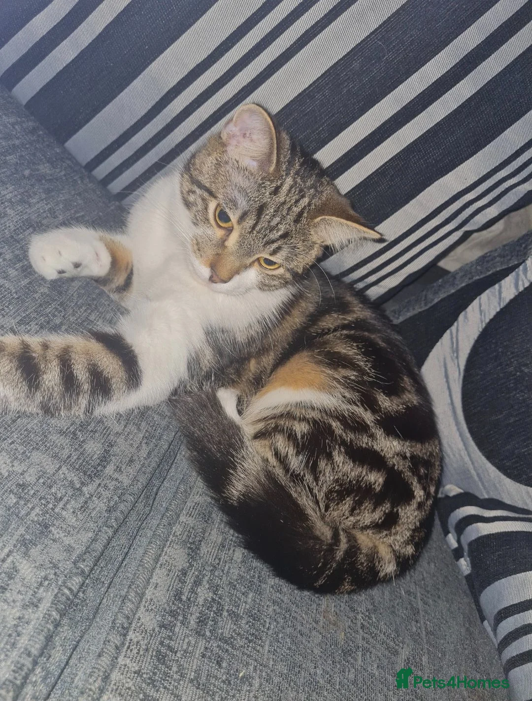 Domestic Shorthair cats for sale: Domestic Shorthair  in Manchester - Advert 2