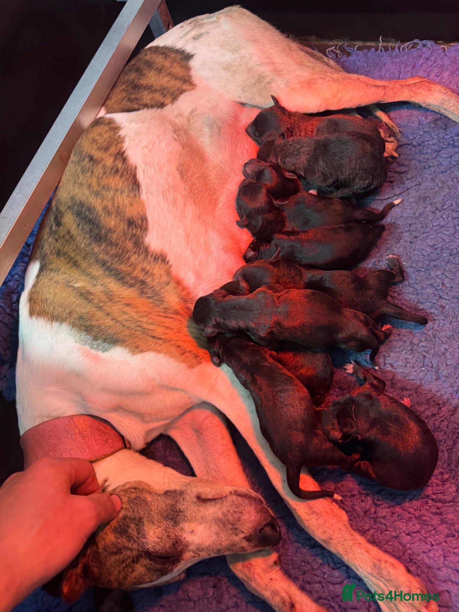 Mixed Breed dogs Beautiful bedlington x whippet puppies  - Advert 16