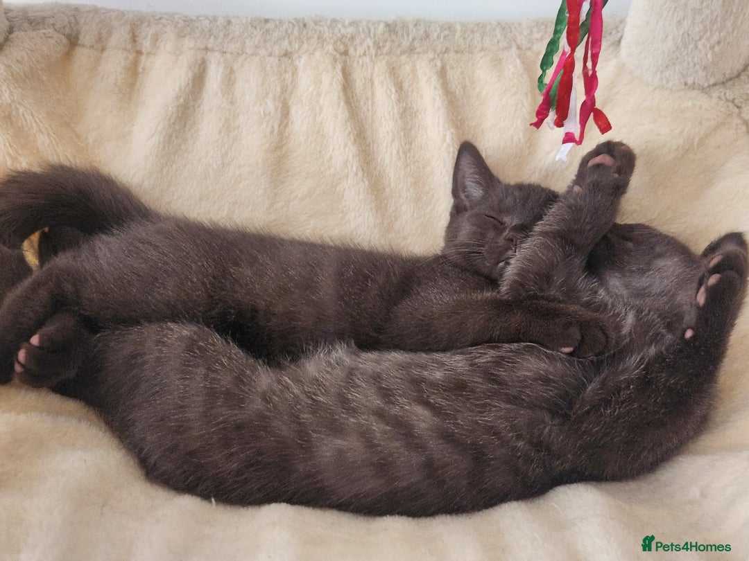 Havana Brown cats for sale: Rare Havana Brown's kittens - Image 4