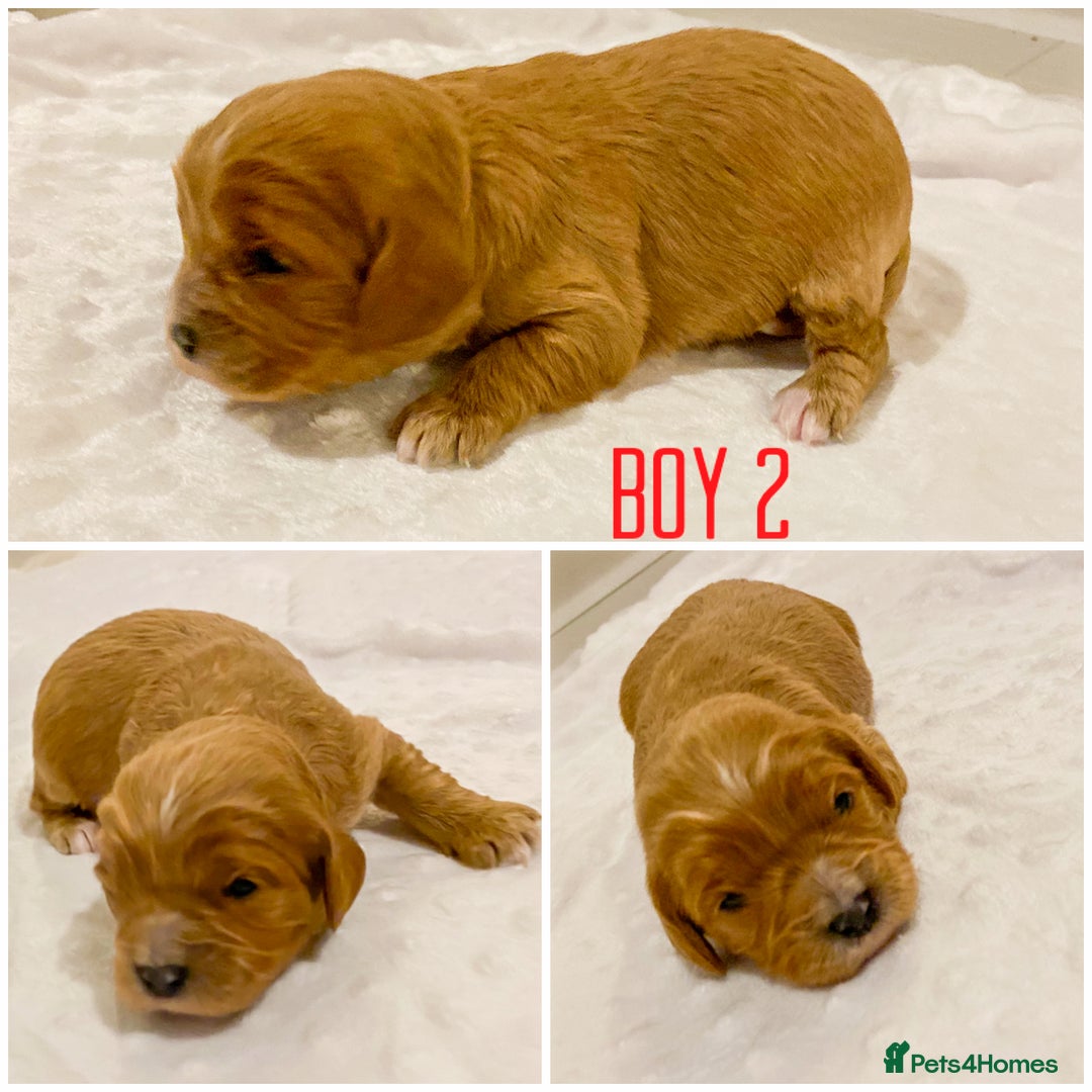 Cavapoo dogs for sale: Extensively health tested Cavapoo pups - Advert 13
