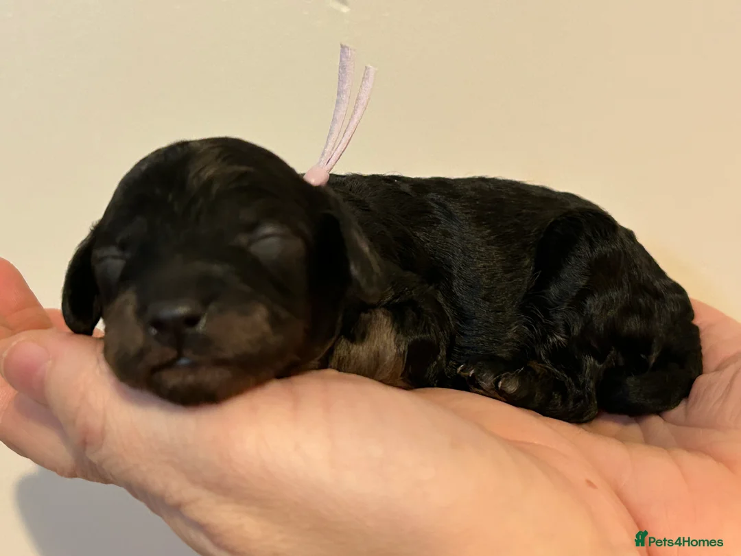 Miniature Poodle dogs for sale: Beautiful Merle Miniature Poodles in Crowborough - Advert 10