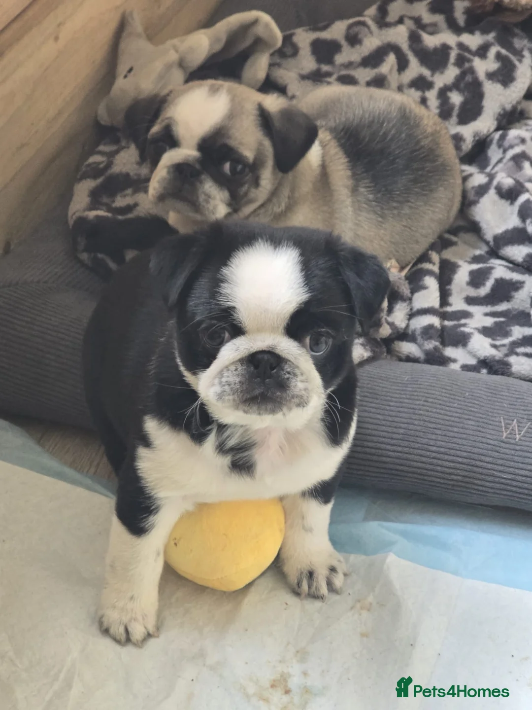 Pug dogs for sale: Beautifull pug pupies looking for a forever sofa - Advert 2