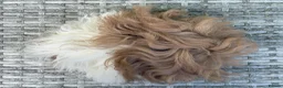Guinea Pig rodents for sale: Purebred Lunkarya - Advert 6