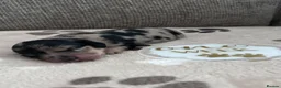Miniature Dachshund dogs for sale: 🖤🍦 STUNNING SILVER DAPPLE & CREAM LONGHAIR 🍦🖤  - Advert 28