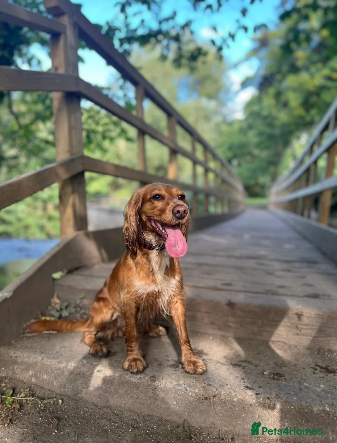 Cocker Spaniel dogs for sale: ✨ Working Cocker Spaniel pups, ready 7th March ✨ - Advert 2