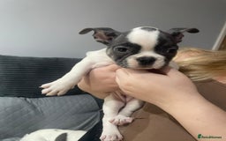 French Bulldog dogs for sale: French Bulldog puppies 10 weeks old - Image 4