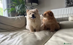 Chow Chow dogs for sale: Chow chow last 1 red female in picture  - Image 12