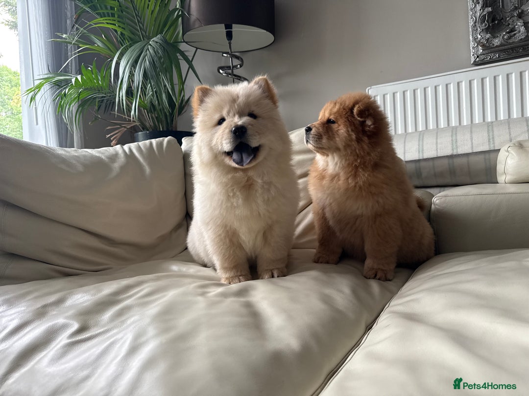 Chow Chow dogs for sale: Chow chow last 1 red female in picture  - Image 12