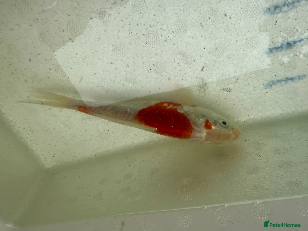 Koi Carp fish for sale: Japanese koi plus more - Advert 17