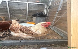 Chickens poultry for sale: 2 laying hens  - Image 3