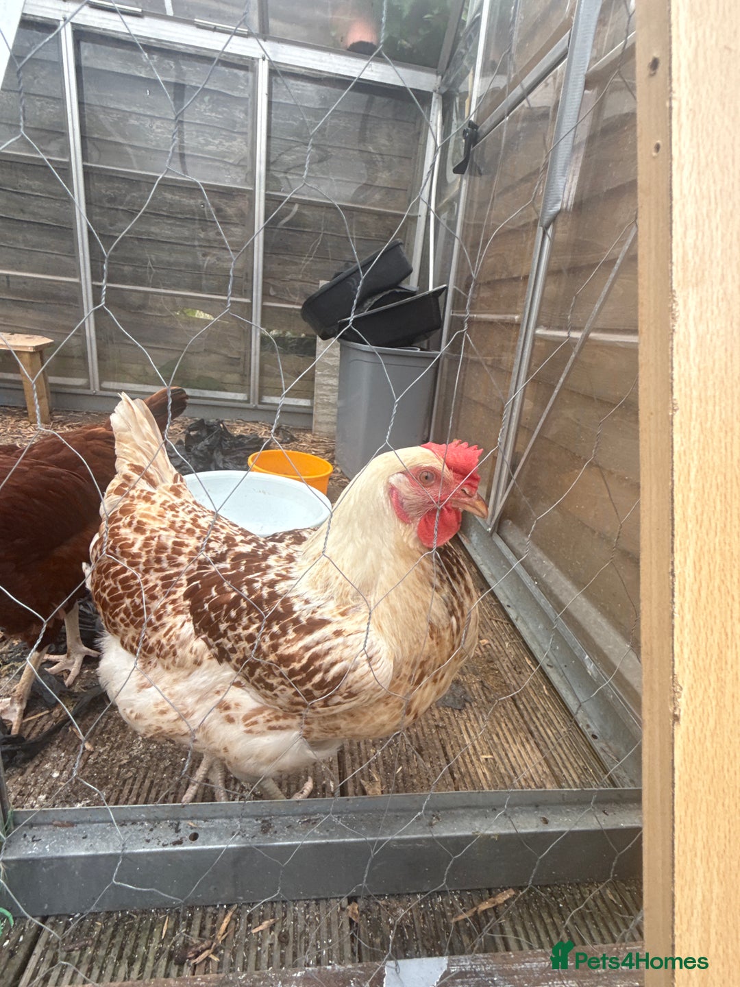 Chickens poultry for sale: 2 laying hens  - Image 3