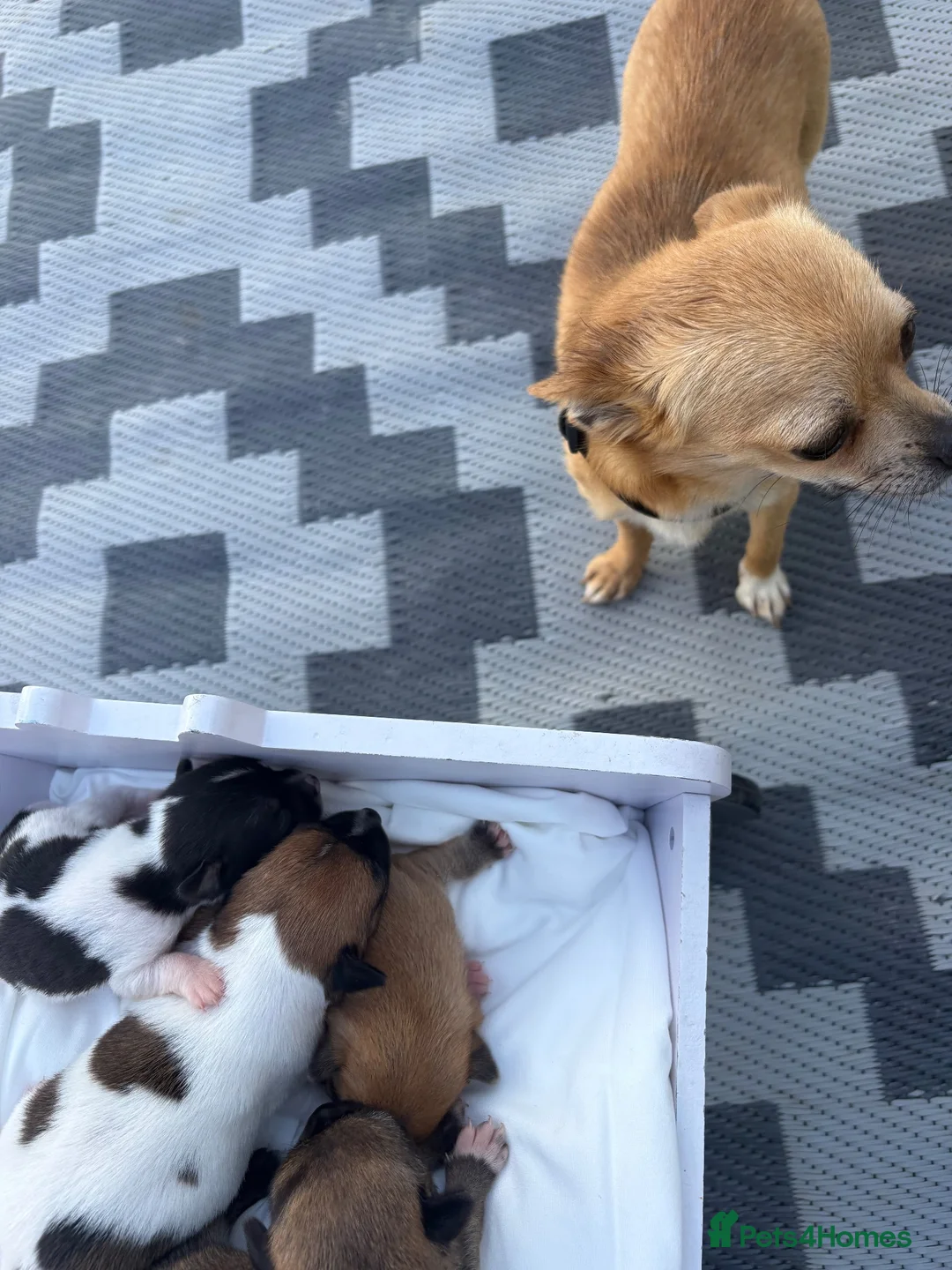 Chihuahua dogs for sale:  Puppy’s ❤️ - Advert 12