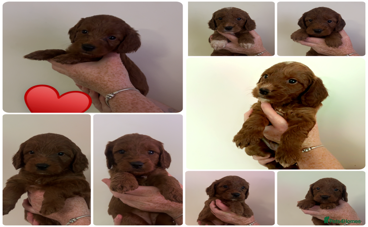 Cockapoo dogs - Advert 8