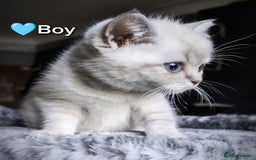 British Shorthair cats for sale: ❤️💙Last 2 Kittens ● TICA Reg ● BSH ●Colorpoints ✨ - Image 21