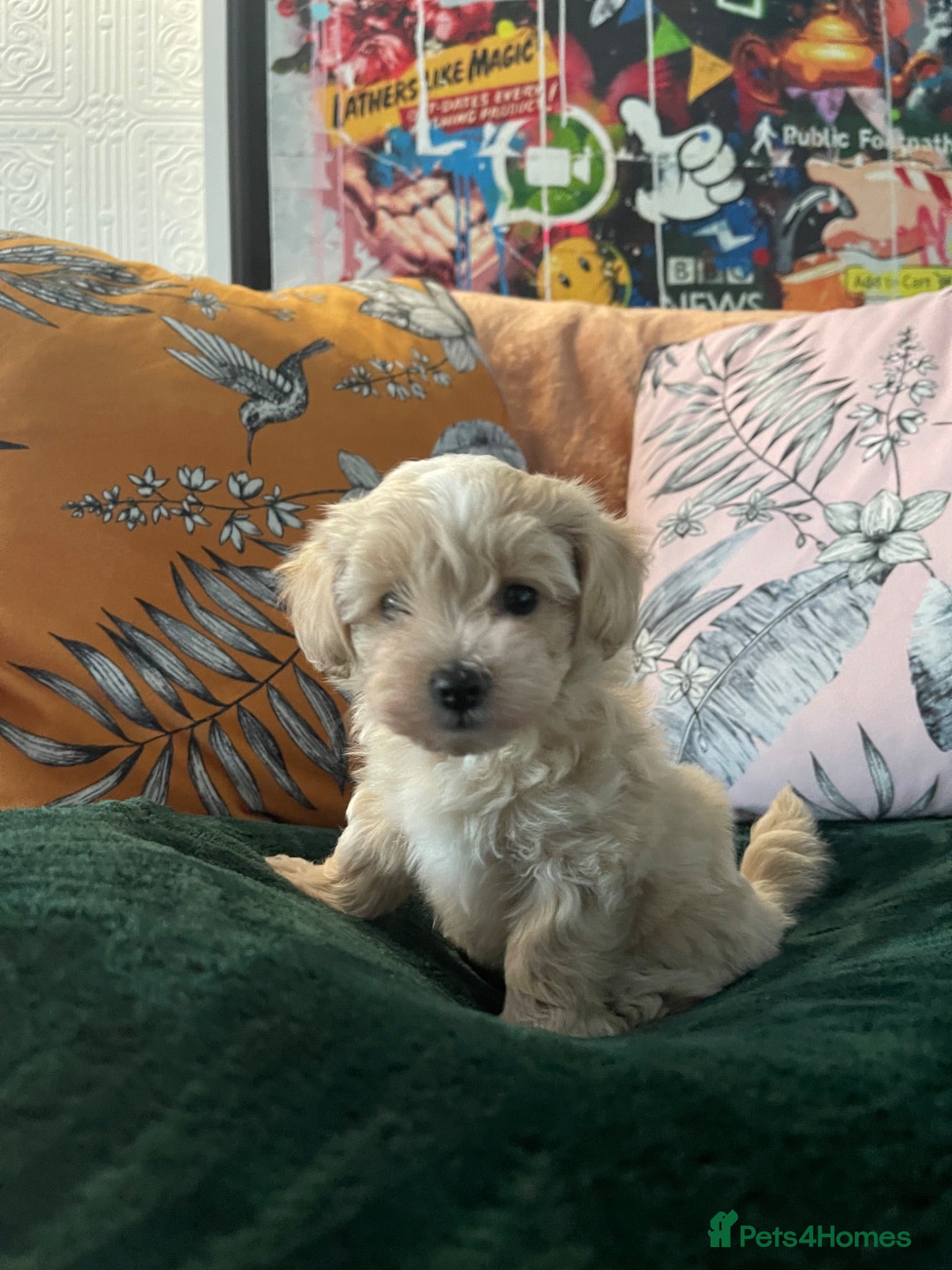 Maltipoo dogs Toy Maltipoos  - Advert 2