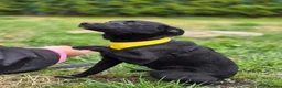 Mixed Breed dogs for adoption: ❤️🐶 INDY – DELICATE LIKE CRYSTAL, FULL OF LOVE in Burton-on-Trent - Advert 24