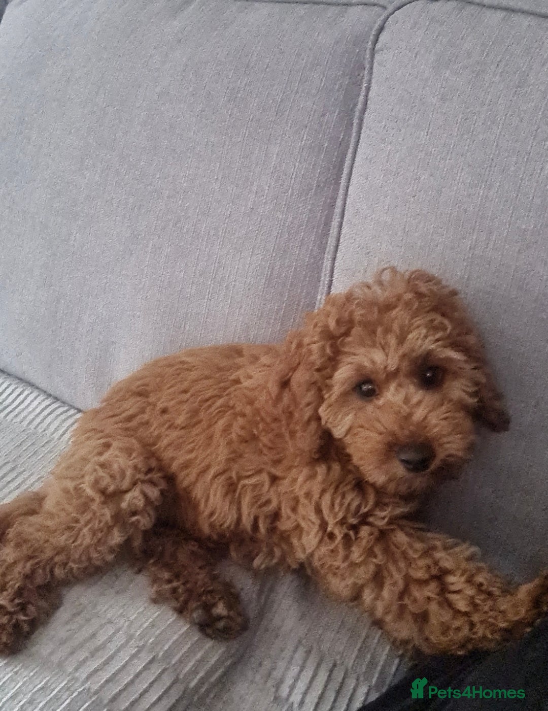 Cockapoo dogs for sale: Adorable male cockpoo - Advert 2