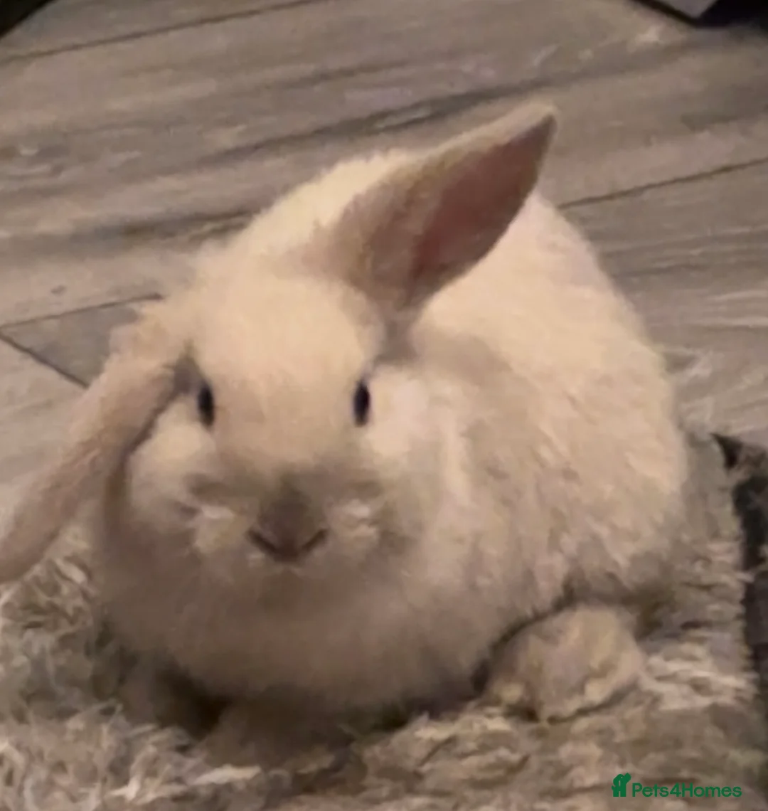 Mini Lop rabbits for sale: female mini lop needing a rehome - Advert 5