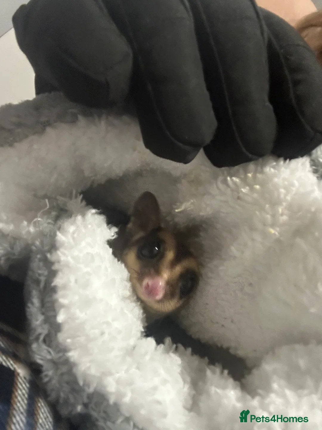 Sugar Glider rodents for sale: 2 beautiful sugar gliders  - Advert 2