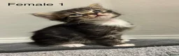 Mixed Breed cats for sale: Lovely Mixed-Breed Kittens Seeking Loving Homes - Advert 8