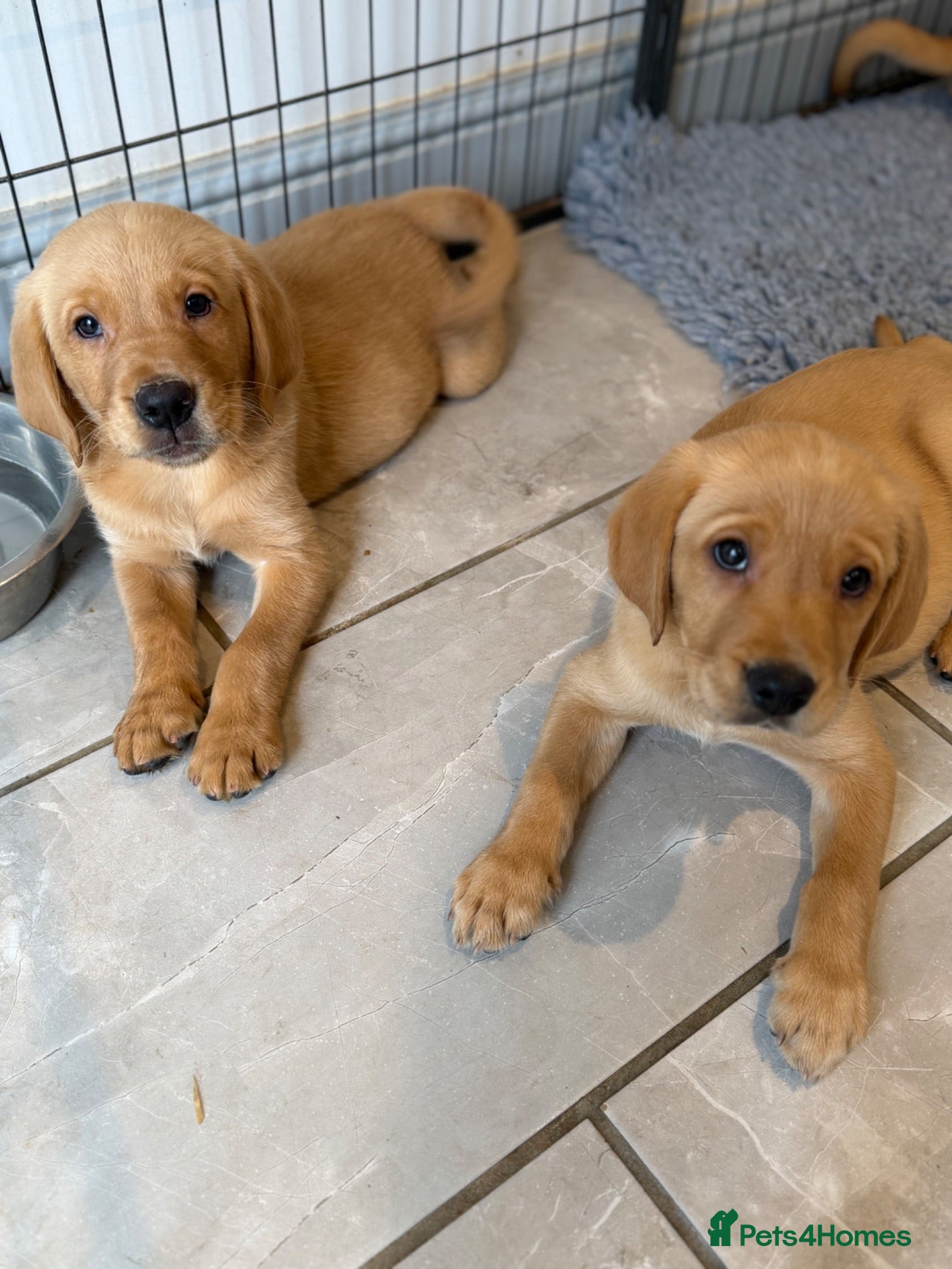 Goldador dogs GORGEOUS GOLDADORS  - Advert 1
