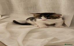 Mixed Breed cats for sale: Beautiful friendly kitties 💖 ready for homes 💕 - Image 10