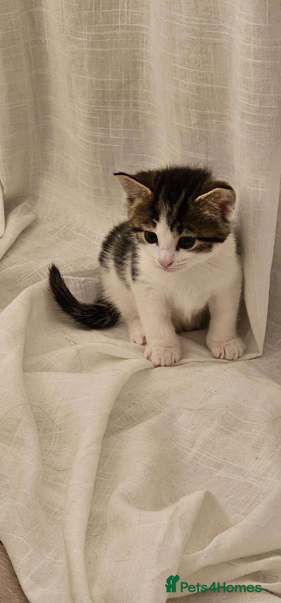 Mixed Breed cats for sale: Beautiful friendly kitties 💖 ready for homes 💕 - Image 10