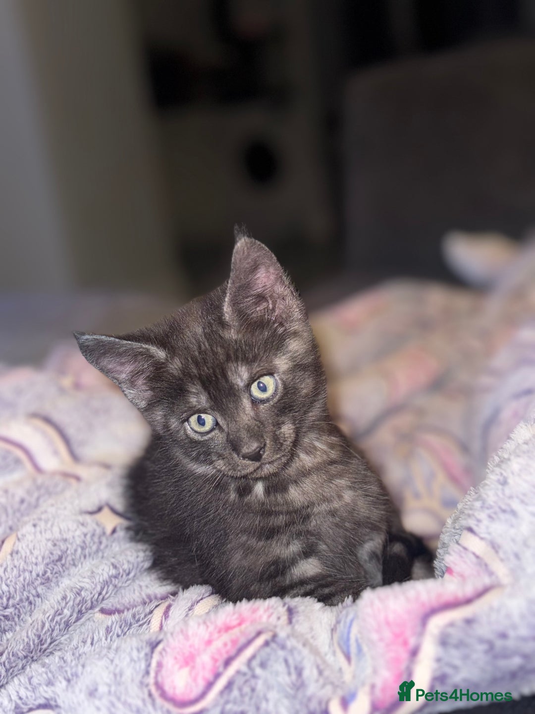 Maine Coon cats for sale: 2 Half Maine Coons for sale  - Advert 4