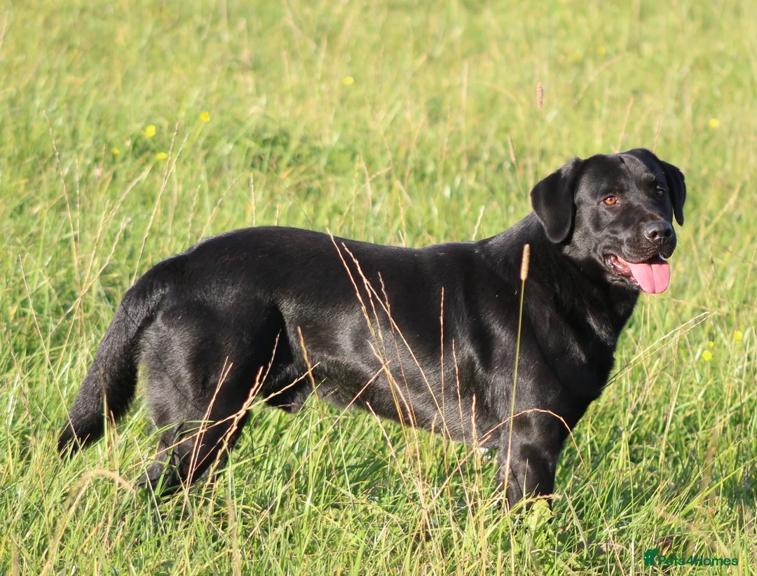Labrador Retriever dogs for stud: 0/0 Hips and Elbows Black Labrador Stud in Totnes - Advert 5