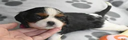 Cavalier King Charles Spaniel dogs for sale: Fully Health Tested KC Cavalier King Charles S in Rugby - Advert 10