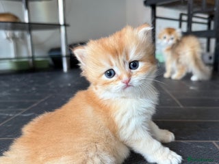 British Shorthair cats - Advert 22